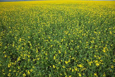 育碧公布《彩虹六号：围攻》Y6S3 Crystal Guard（水晶卫士）